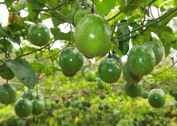 Plantio consorciado garante renda e fortalece agricultura familiar em Roraima