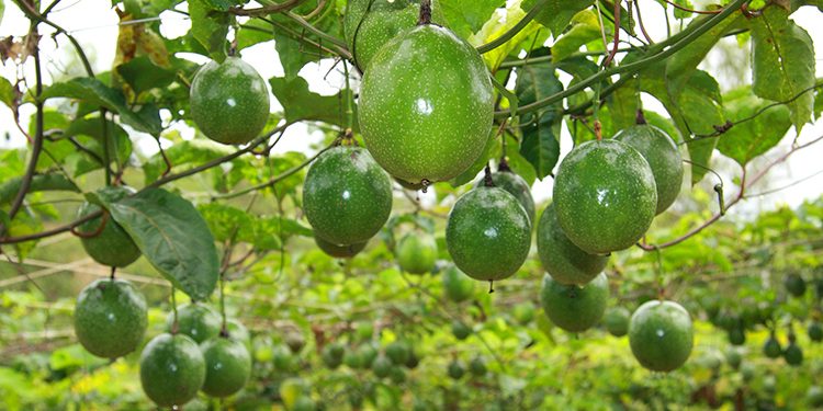 Plantio consorciado garante renda e fortalece agricultura familiar em Roraima