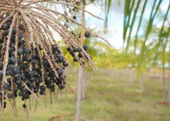 Produtores de açaí em Roraima investem em indústria própria e ampliam renda no campo