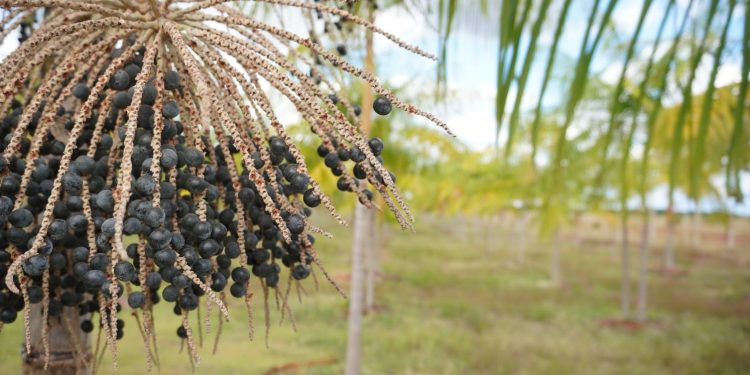 Produtores de açaí em Roraima investem em indústria própria e ampliam renda no campo