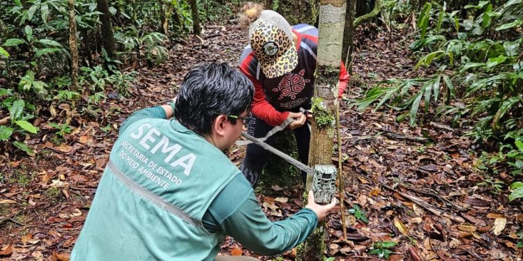 Sema instala câmeras trap em Unidades de Conservação da BR-319 para fortalecer monitoramento da fauna