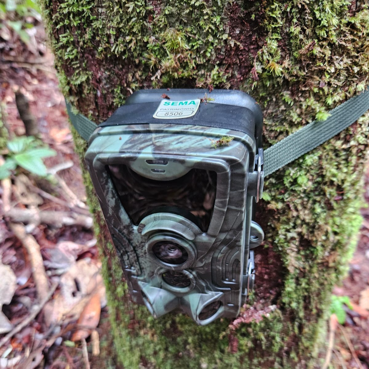 Sema instala câmeras trap em Unidades de Conservação da BR-319 para fortalecer monitoramento da fauna 