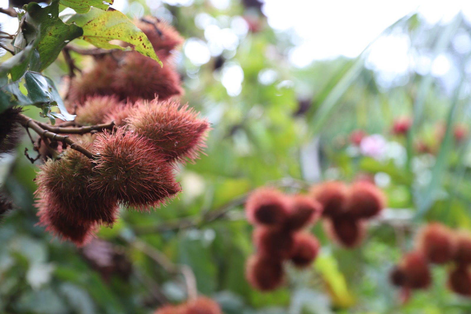 Sepror publica tabela de preços de ‘Compra e Venda de Produtos Agropecuários e Florestais’ de janeiro de 2026