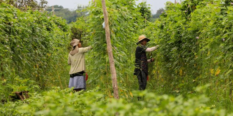 Sepror publica tabela de preços de ‘Compra e Venda de Produtos Agropecuários e Florestais’ de janeiro de 2026
