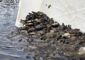 Soltura de 5.255 tracajás fortalece conservação no Amazonas