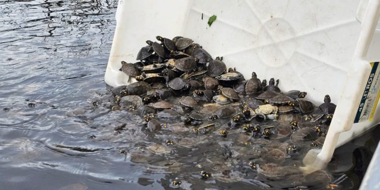 Soltura de 5.255 tracajás fortalece conservação no Amazonas