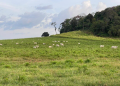 Tecnologia digital transforma a gestão da pecuária de corte em Roraima