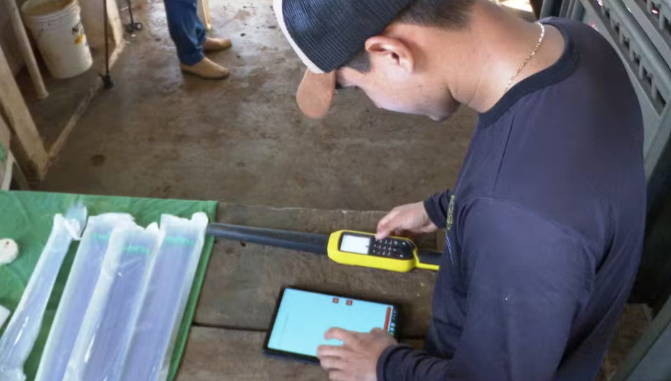 Tecnologia digital transforma a gestão da pecuária de corte em Roraima