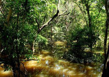 Fungo descoberto na Amazônia mostra potencial para agricultura e novos antibióticos