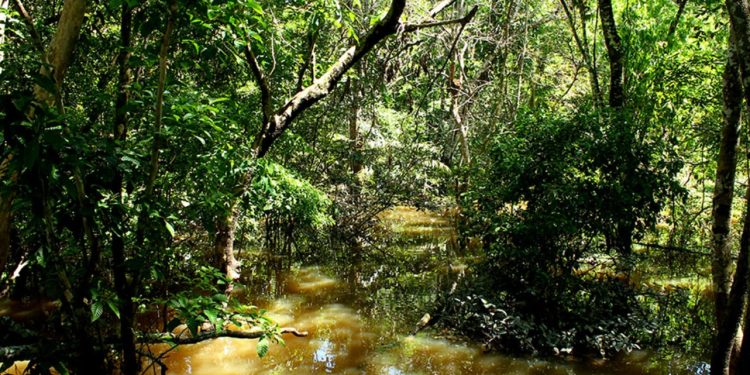 Fungo descoberto na Amazônia mostra potencial para agricultura e novos antibióticos