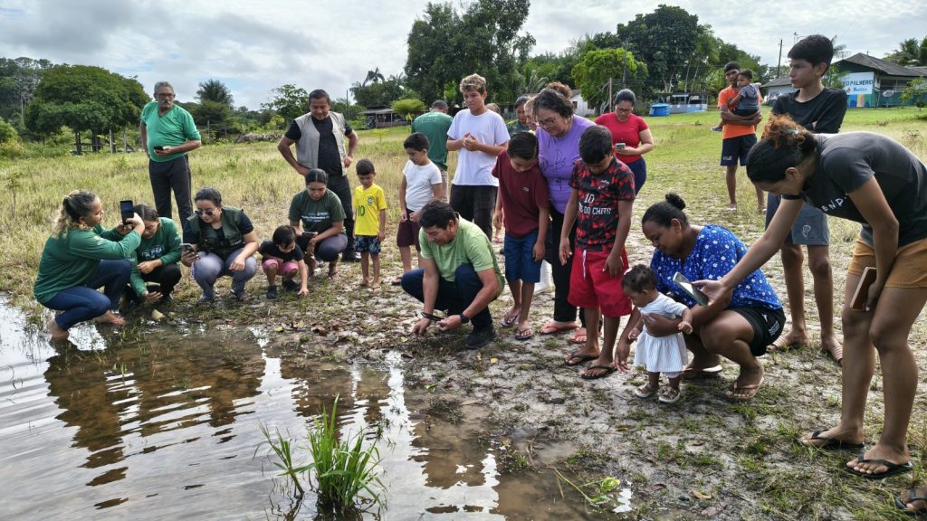 Comunidades ribeirinhas lideram soltura de quelônios e fortalecem preservação na Amazônia
