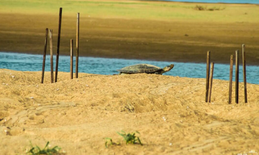 Tabuleiro do Embaubal é destaque como um dos maiores berçários de tartarugas da América do Sul