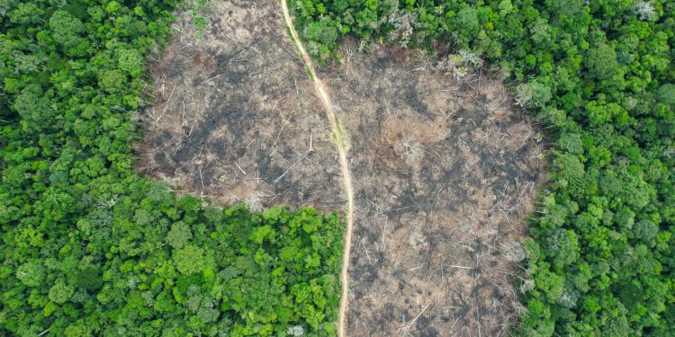Desmatamento na Amazônia cai 41% e atinge menor nível em sete anos