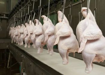 Exportadores de frango do Brasil buscam rotas alternativas diante conflito no Oriente Médio