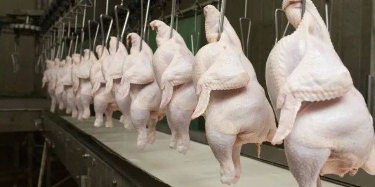Exportadores de frango do Brasil buscam rotas alternativas diante conflito no Oriente Médio