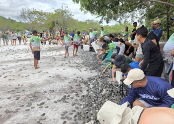 Mais de 56 mil filhotes de quelônios são devolvidos à natureza na RDS do Uatumã