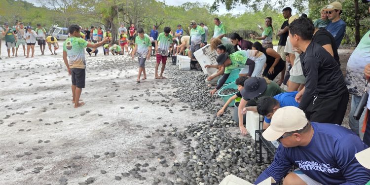 Mais de 56 mil filhotes de quelônios são devolvidos à natureza na RDS do Uatumã
