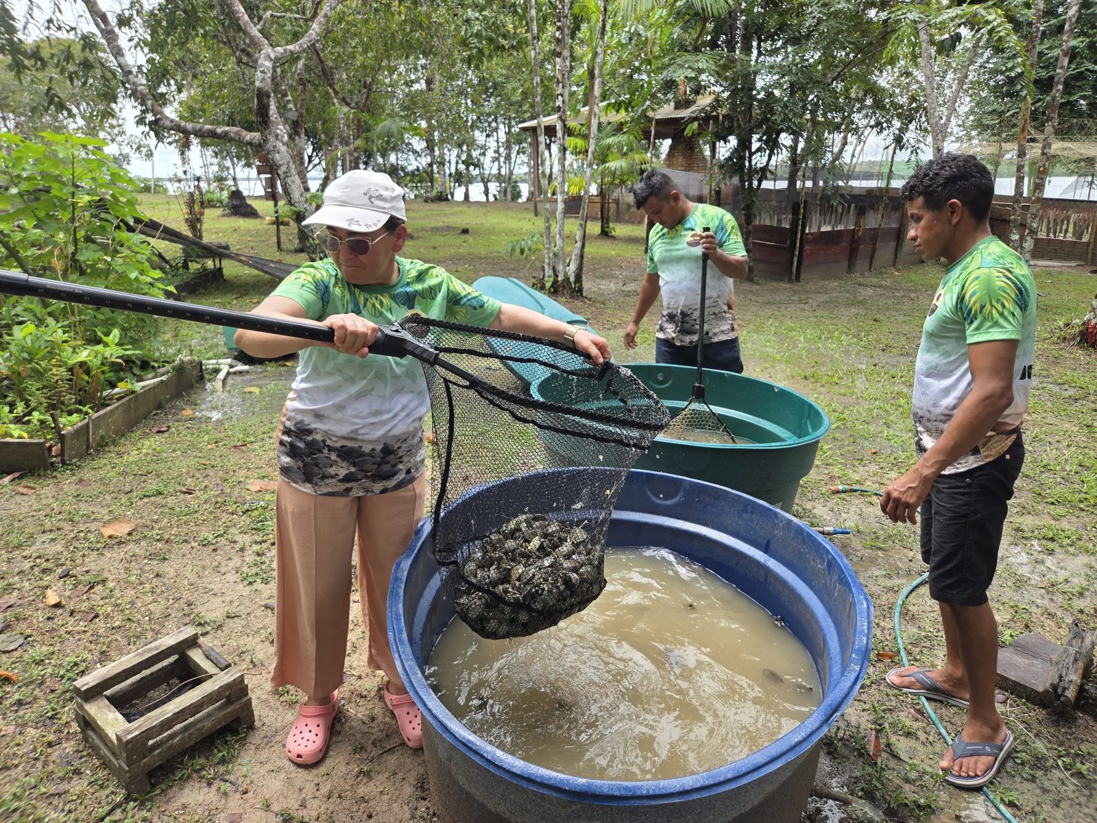 Mais de 56 mil filhotes de quelônios são devolvidos à natureza na RDS do Uatumã