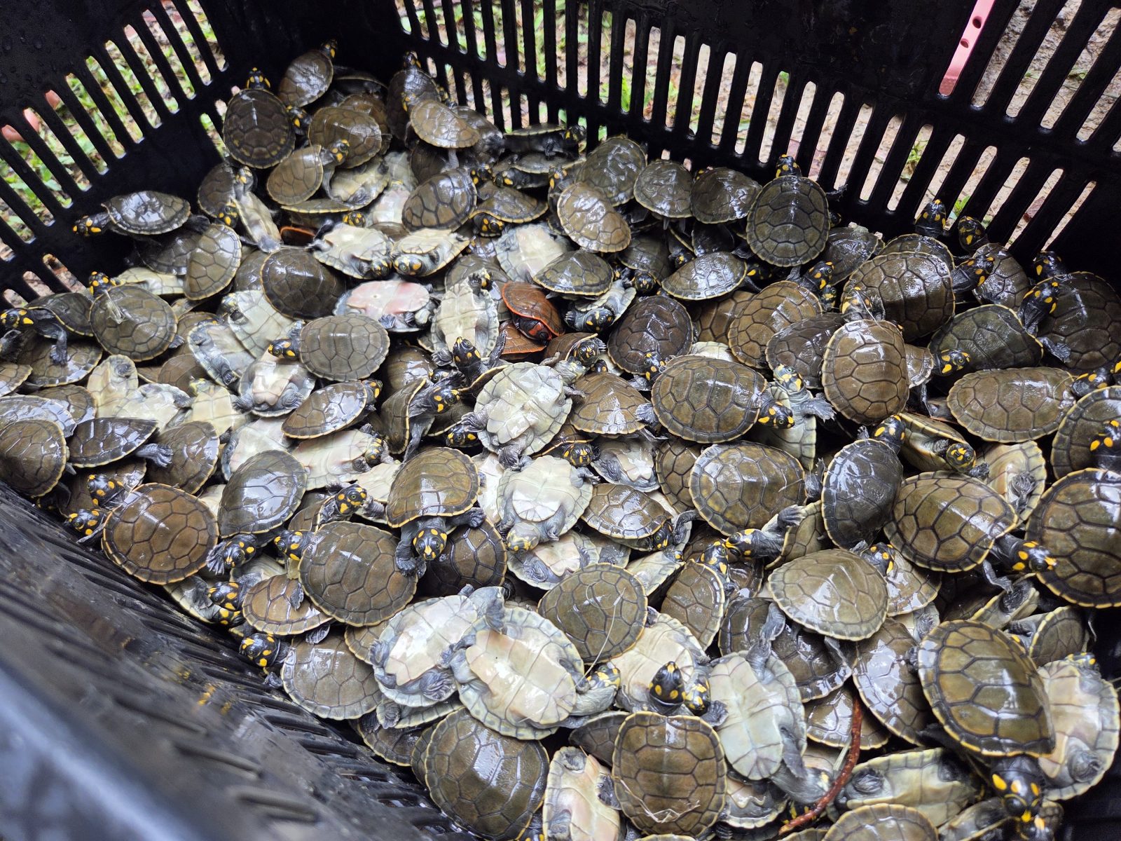 Mais de 56 mil filhotes de quelônios são devolvidos à natureza na RDS do Uatumã 