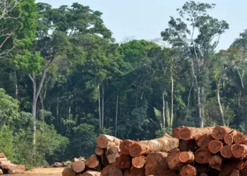 Manejo com impacto reduzido pode recuperar florestas e ampliar estoque de carbono na Amazônia