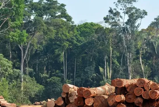 Manejo com impacto reduzido pode recuperar florestas e ampliar estoque de carbono na Amazônia