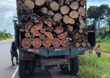 Operação do Ipaam combate desmatamento e transporte ilegal de madeira no AM