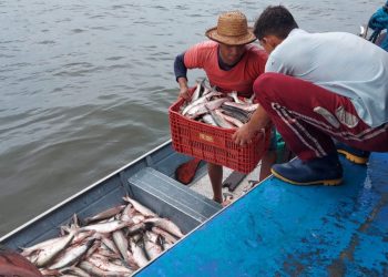 Ipaam acompanhará início da pesca ordenada do mapará nesta segunda-feira, em Careiro da Várzea