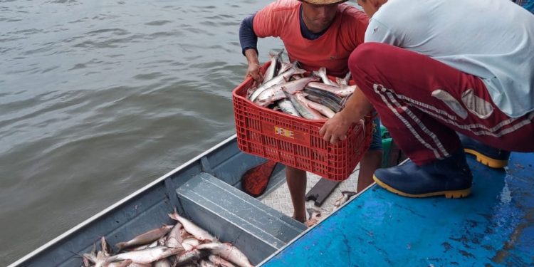 Ipaam acompanhará início da pesca ordenada do mapará nesta segunda-feira, em Careiro da Várzea