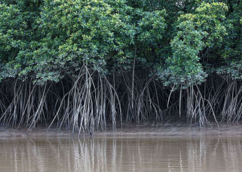 Pesquisadores desenvolvem ferramenta para monitorar manguezais