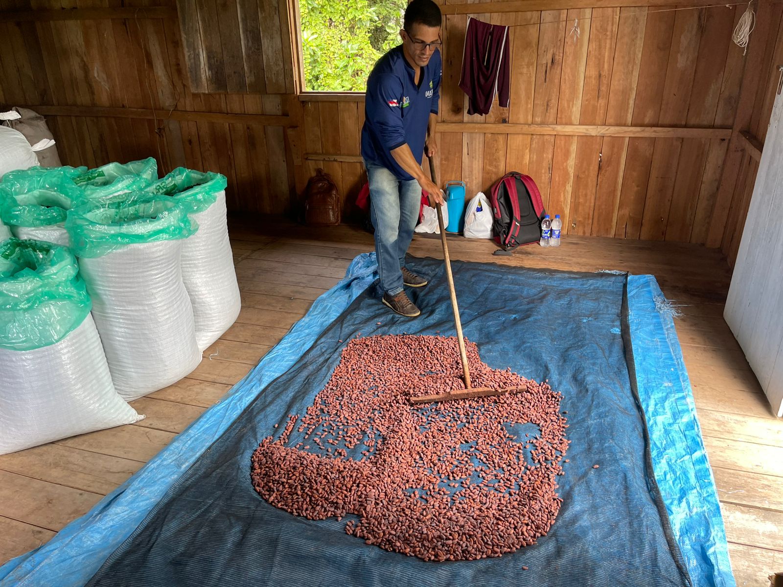Produção de cacau no Amazonas cresce 25% e fortalece renda de agricultores familiares 