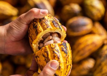 Produção de cacau no Amazonas cresce 25% e fortalece renda de agricultores familiares (