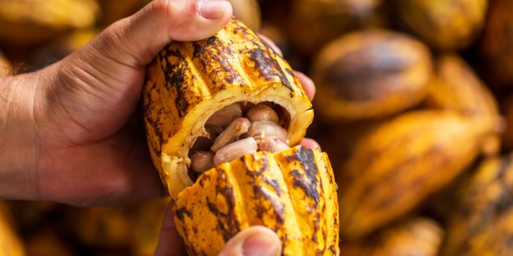 Produção de cacau no Amazonas cresce 25% e fortalece renda de agricultores familiares (