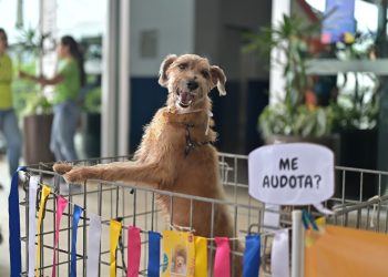 Sepet realiza evento com adoção e vacinação de animais em Manaus
