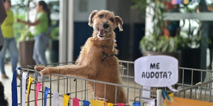 Sepet realiza evento com adoção e vacinação de animais em Manaus