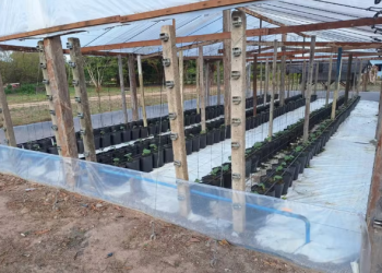 Tecnologia no campo sistema semi-hidropônico aumenta produtividade de pepino em Roraima