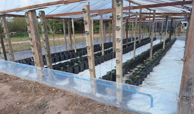 Tecnologia no campo sistema semi-hidropônico aumenta produtividade de pepino em Roraima