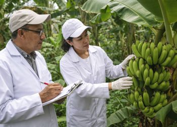 Brasil e Equador unem esforços para criar variedades de banana resistentes a pragas devastadoras