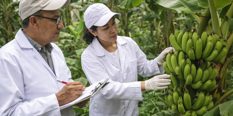Brasil e Equador unem esforços para criar variedades de banana resistentes a pragas devastadoras