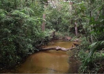 Estudo mostra como desmatamento afeta vida nos igarapés amazônicos