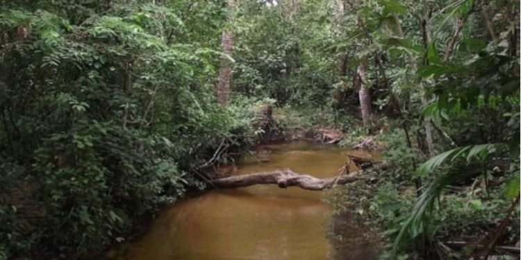Estudo mostra como desmatamento afeta vida nos igarapés amazônicos