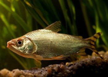 Jaraqui é declarado patrimônio cultural imaterial do Amazonas