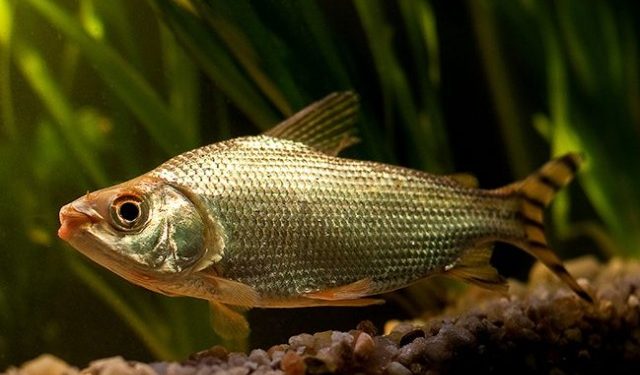 Jaraqui é declarado patrimônio cultural imaterial do Amazonas