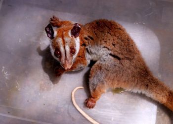 Cuíca-lanosa ferida é resgatada em Manaus após aparecimento raro em área urbana