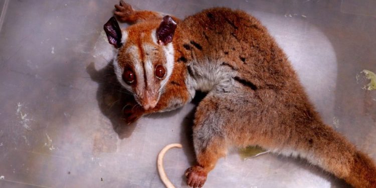 Cuíca-lanosa ferida é resgatada em Manaus após aparecimento raro em área urbana