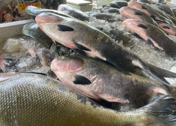 ADS alinha com piscicultores últimos preparativos para Feirão do Pescado da Semana Santa em Manaus