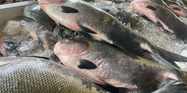 ADS alinha com piscicultores últimos preparativos para Feirão do Pescado da Semana Santa em Manaus