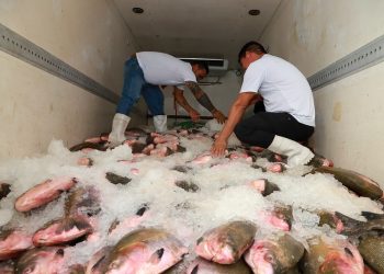 Prefeitura de Manaus inicia entrega de 100 toneladas de pescado e beneficia 40 mil famílias na Semana Santa