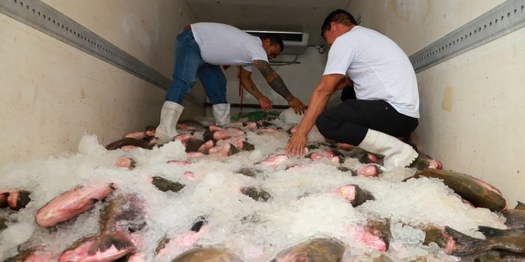 Prefeitura de Manaus inicia entrega de 100 toneladas de pescado e beneficia 40 mil famílias na Semana Santa
