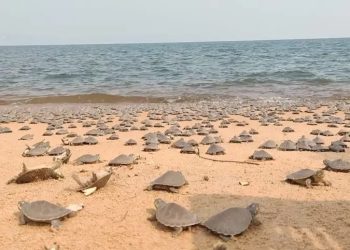 Tabuleiro do Embaubal é destaque como um dos maiores berçários de tartarugas da América do Sul