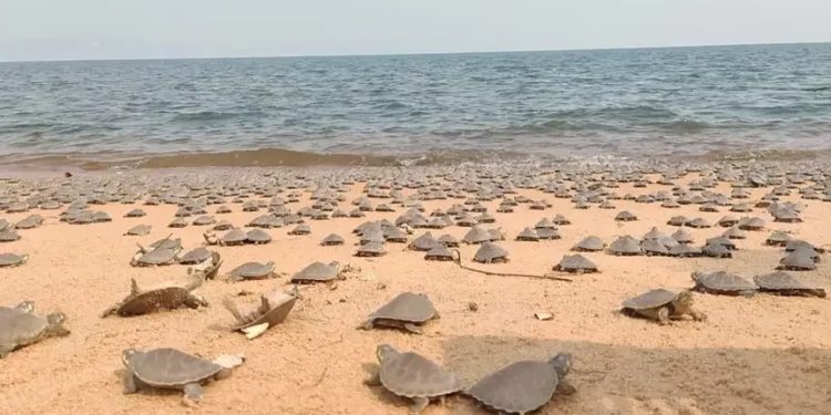 Tabuleiro do Embaubal é destaque como um dos maiores berçários de tartarugas da América do Sul